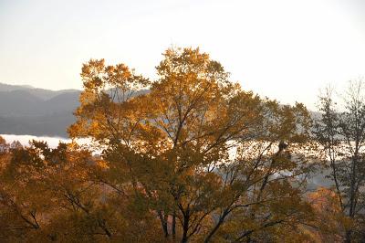 That Tree That's Blocking the View...