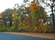 Blurry Autumn Color