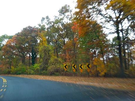 Blurry-Autumn-Color-in-Bethpage-State-Park