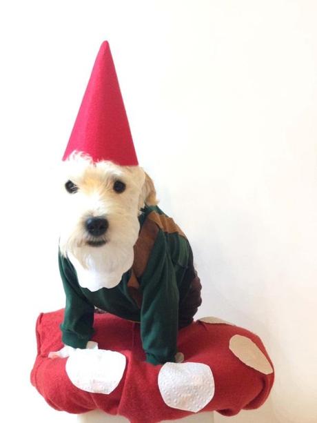 Wire Haired Jack Russell Terrier in a Gnome Costume. 