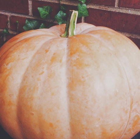 {Instagram Recap: Perfect Lil Pumpkin}