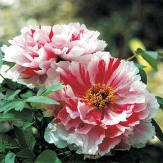 Shima-Nishiki Tree Peony