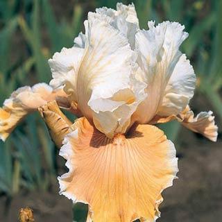 English Charm German Reblooming Iris