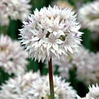 Graceful Allium