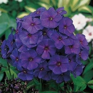 Nicky Phlox