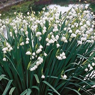 White Hyacinthoides