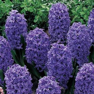 Blue Jacket Hyacinth