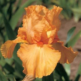 Orange Harvest German Iris