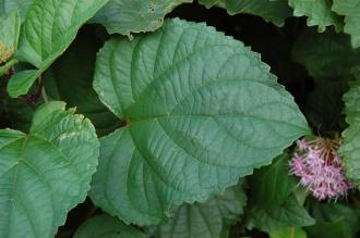 Clerodendrum bungei Leaf (21/10/2013, Kew Gardens, London)