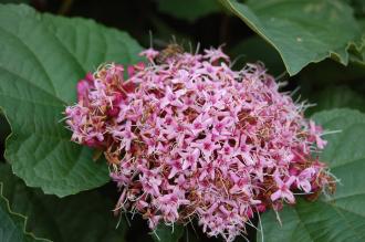 Clerodendrum bungei Flower (21/10/2013, Kew Gardens, London)