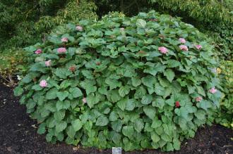 Clerodendrum bungei (21/10/2013, Kew Gardens, London)