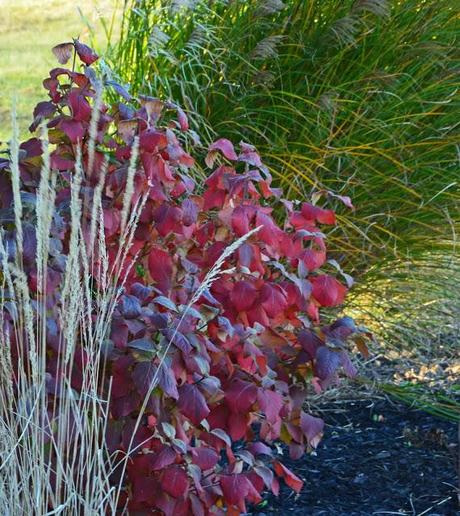 Zombies, an evil owl, enjoying poison ivy and fall color