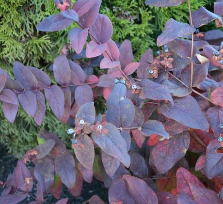 Zombies, an evil owl, enjoying poison ivy and fall color