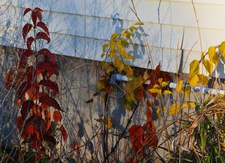 Zombies, an evil owl, enjoying poison ivy and fall color