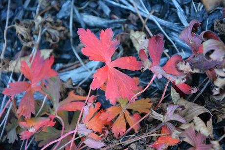 Zombies, an evil owl, enjoying poison ivy and fall color