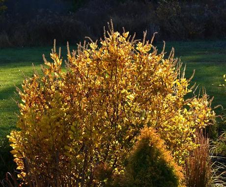 Zombies, an evil owl, enjoying poison ivy and fall color