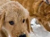 Importance Early Socialization Puppies