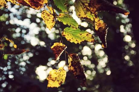 beech leaves in autumn