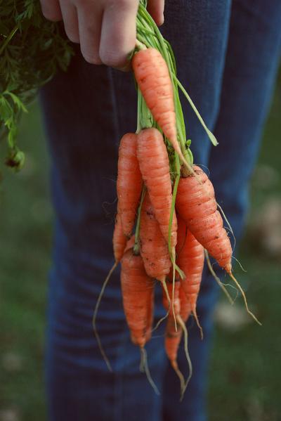 harvesting carrots 