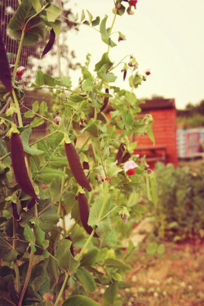 blauwschokker peas