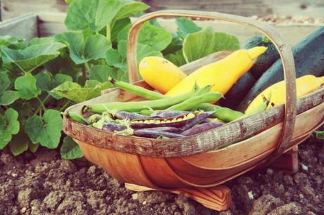 allotment harvest