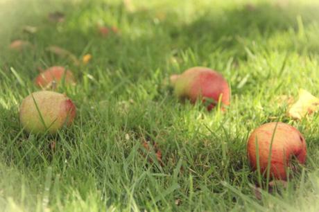 fallen apples 