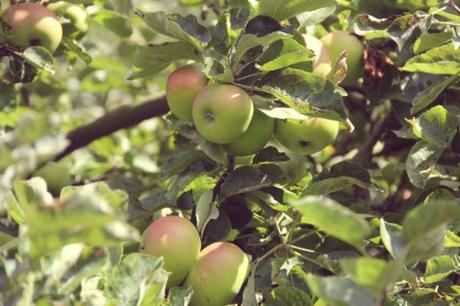 Bramley apple tree
