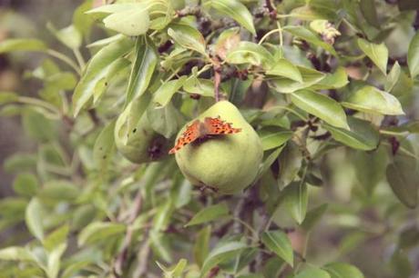 comma butterfly on a pear tree