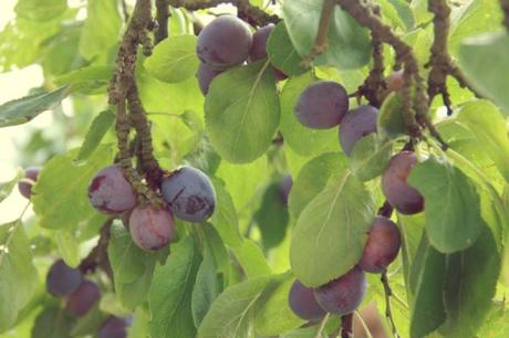 Early plums