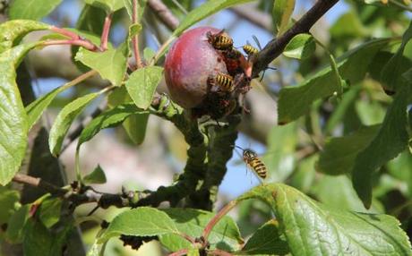 Wasps gorging on fruit