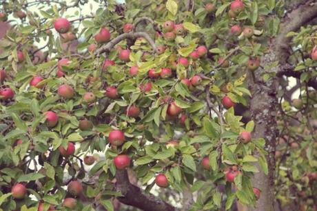 apple tree 