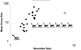 The social brain hypothesis: using graphs with random monkeys to explain why our brains are big