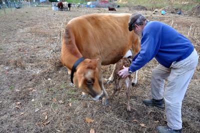 Welcome to the Herd, Baby Girl!