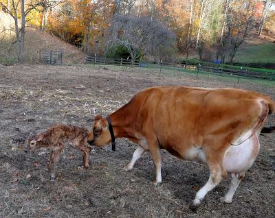 Welcome to the Herd, Baby Girl!