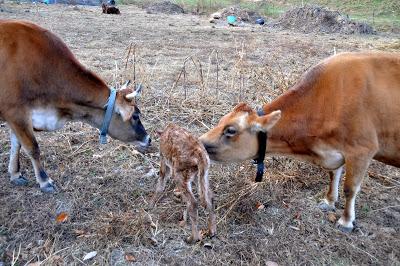 Welcome to the Herd, Baby Girl!