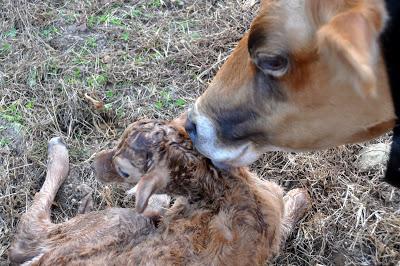 Welcome to the Herd, Baby Girl!