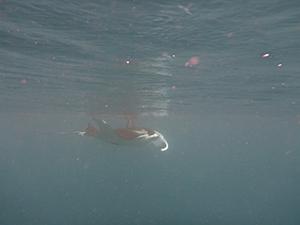 Diving with Manta Rays, Rajah Ampat