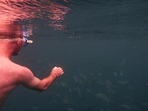 Manta Ray, Rajah Ampat