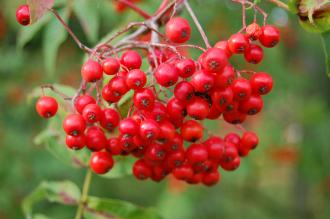 Sorbus commixta Berries (21/10/2013, Kew Gardens, London)