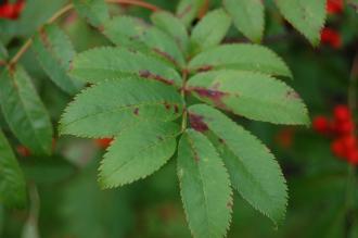 Sorbus commixta Leaf (21/10/2013, Kew Gardens, London)