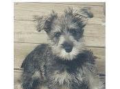 PayPal Donations Support Continuing Fight Justice Legal Schnauzer First Amendment Case