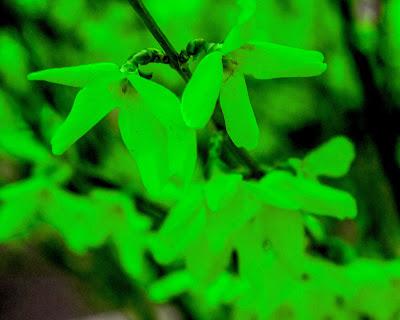 Forsythia in make-up [YOWL!!]