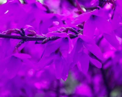 Forsythia in make-up [YOWL!!]