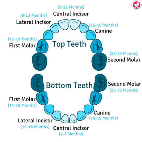 Keep that cute smile and those little pearlies intact with our baby teeth chart - a complete guide to caring for your child's teething problems.