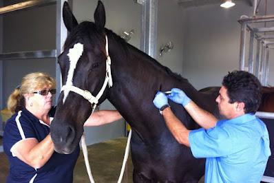 Equine Healthcare Market Equine healthcare services include those provided to horses used for racing and betting, competitive riding, and leisure.