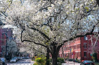 A cascade of cherry blossoms