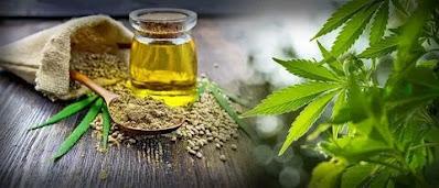 Cannabis extracts can be made from any part of the cannabis plant, such as the stems, flowers, and leaves.