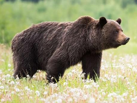 7 Best Places To See Wildlife In Banff National Park