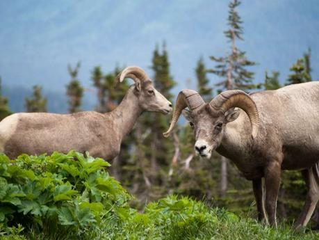 7 Best Places To See Wildlife In Banff National Park