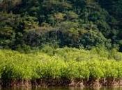 Hamilo Coast Through Developer, Prime’s Costa Hamilo, Inc. Safeguards 20-hectare Mangrove Forest
